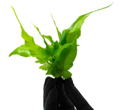 Папоротник Болбитис Гетероклита